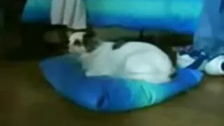 Корав мъж porno came ...