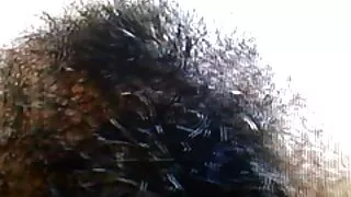 Черна мацка чука кль ...